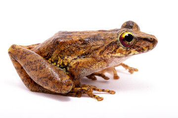 brown tree frog on white backgroun