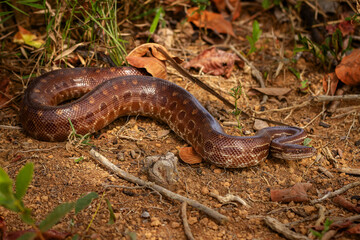 Canvas Print - rainbow boa on the ground