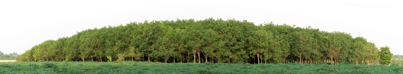 Wall Mural - group of rubber tree group. green rubber tree isolated on white background.