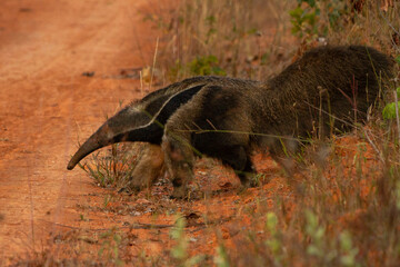 Canvas Print - giant anteater tamandua bandeira