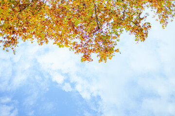 Wall Mural - yellow leaves against sky