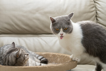 Wall Mural - a British shorthair cat and an American shorthair cat nearby