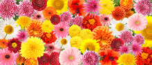 Many Beautiful Flowers As Background. Pattern For Design