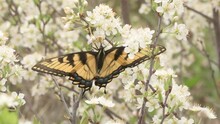 Eastern Tiger Swallowtail Butterfly Feeding On Wild Plum Flowers In Spring
