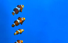 Clown Fish In Aquarium On Blue Background