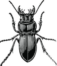 Black Beetle Isolated On White