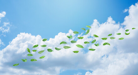 Wall Mural - panorama blue sky and leaf in the wind.