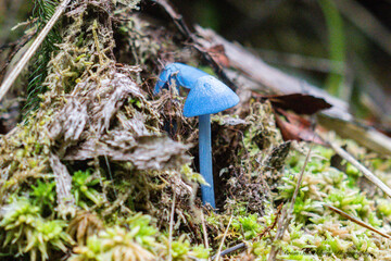 Poster - Small bright blue mushroom on forest floor