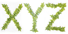 X Y And Z Letters From Decorative Ivy On A White Background. Letters X, Y And Letter Z From Ivy Leaves. Leaves Alphabet. Font From Leaves Isolated On White Background