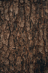 embossed texture background of brown bark