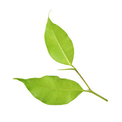 Poster - green leaf on a white