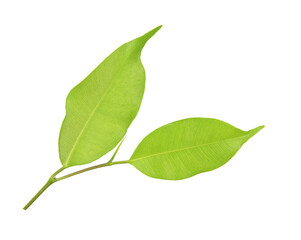 Poster - green leaf on a white