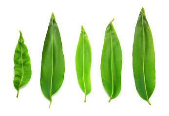 Wall Mural - bird nest fern leaf isolated white background