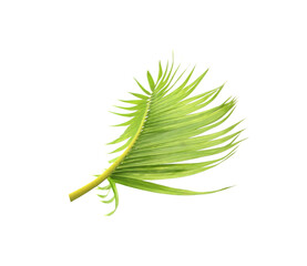 Poster - green leaf of palm tree on white background