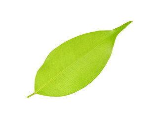 Poster - green leaf on a white