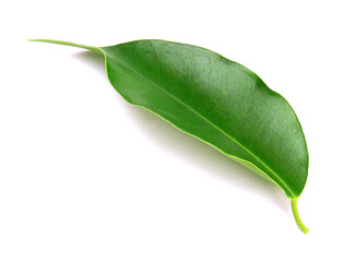 Poster - green leaf on a white