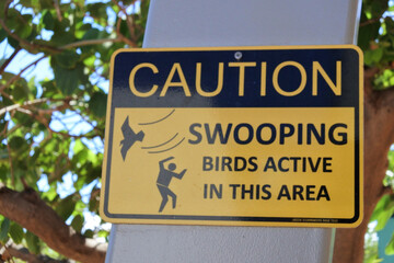 Caution swooping birds active in the area sign