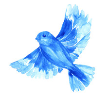 Watercolor Blue Bird Isolated On White.