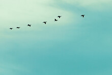 Birds Flying Over Sky