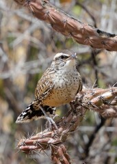 close up of  cactus wren perched on a cholla cactus in spring at gates pass  in tucson mountain park near tucson, arizona