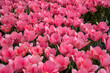 canvas print picture - Rosa Tulpen im Park an einem sonnigen Tag