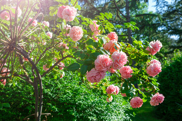 Lush bush of pink coral roses, beautiful blossom flowers hanging at sunny summer day. Gardening, floristry, landscaping concept. For covers, postcards, copy space