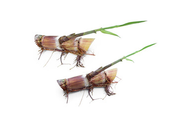 Wall Mural - Sugar cane sprout with bud and roots isolated on white background.