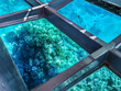 View of the underwater world of the Red Sea through the transparent bottom of the tourist bathyscaphe in Sharm El Sheikh, Egypt. Steel frame with glass windows against the backdrop of coral reefs