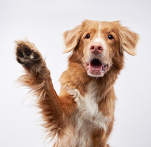Dog Waving Its Paws On A White Background, In The Studio. Funny Nova Scotia Duck Retriever, Toller