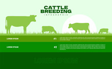 Cattle Breeding Infographic Background Flat Design. Vector Illustration