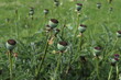 Detail of green poppy heads growing in a field.