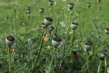 Detail Of Green Poppy Heads Growing In A Field.