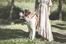 Fine Art Portrait Of A Big Saint Bernard Dog Standing Beneath It´s Female Owner. The Woman Wearing A Dress In Summer Outdoors