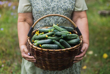 Female Hands Are Holding A Large Basket Of Freshly Picked Cucumbers.