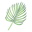 © nongnuch_l - Watercolor painting coconut,palm leaf,green leave isolated on white background.Watercolor hand painted illustration tropical exotic leaf for wallpaper vintage Hawaii style pattern.With clipping path.