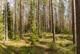 Fototapeta Na ścianę - Panorama of a summer pine forest flooded with sun