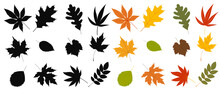 Autumn Leaves Set In Flat Design, Isolated Vector