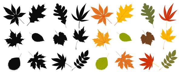 Wall Mural - autumn leaves set in flat design, isolated vector