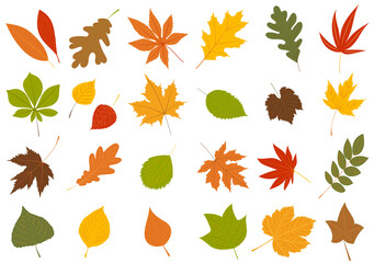 Poster - autumn leaves set in flat design, isolated