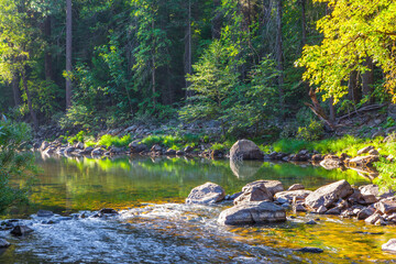 Wall Mural - Forest stream