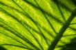 © Allen Penton - Abstraction in green leaves