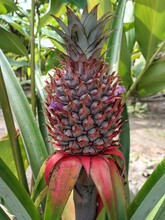 Closeup Of Red Pineapple Growing On A Bush