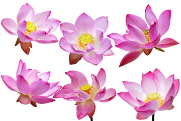 lotus flower