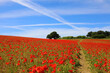 Path through Poppy field with airplane contrails in a blue sky, Unstone Derbyshire England
