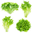 various fresh endive lettuces cutout on white