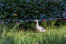 White Duck On The Shore Of Pond With Green Reflecting Water Surface