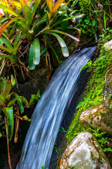 Wall Mural - Small stream running through the rocks and bromeliads of the Brazilian rainforest in Rio de Janeiro