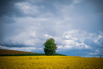 Single tree in a yellow rapeseed field under a cloudy sky