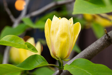 Wall Mural - Blossoming of magnolia yellow flowers in a spring garden, natural seasonal floral background with copyspace.