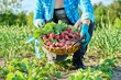 © Valerii Honcharuk - Close-up of basket with freshly picked radishes in the hands of gardener